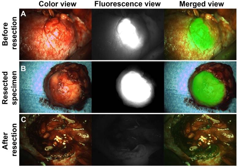 Theranostics Image