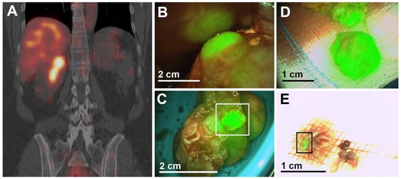 Theranostics Image