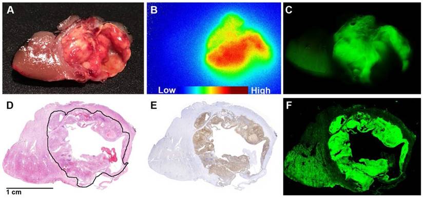 Theranostics Image