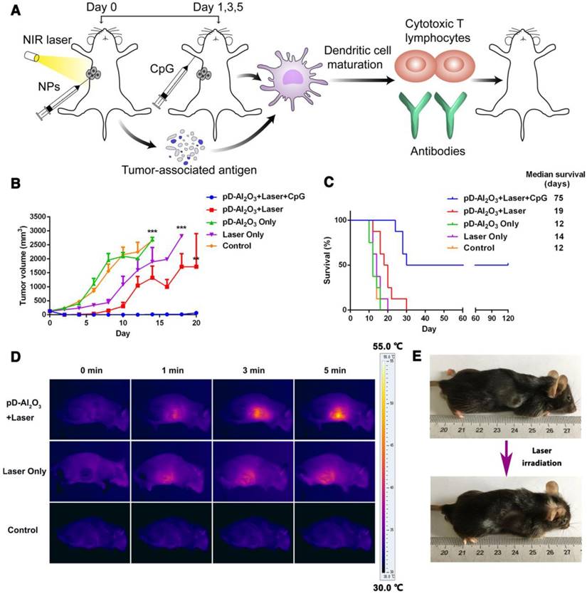 Theranostics Image