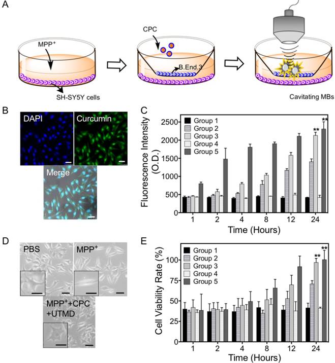 Theranostics Image