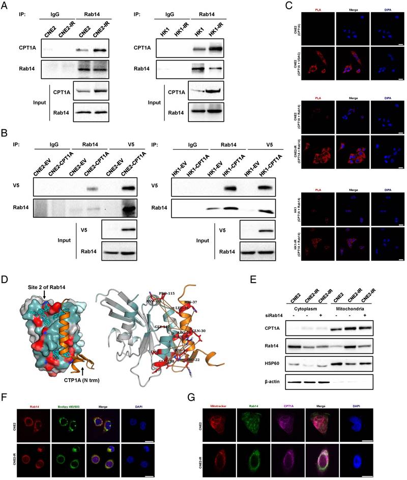 Theranostics Image