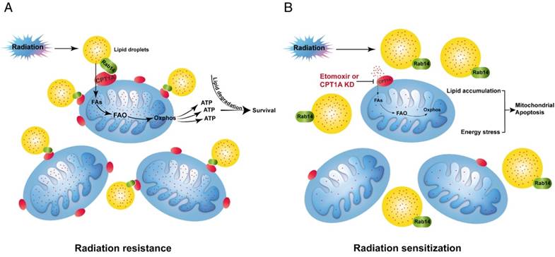 Theranostics Image