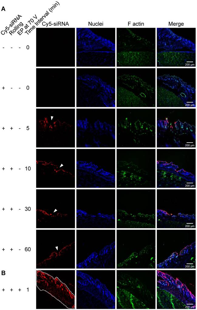 Theranostics Image