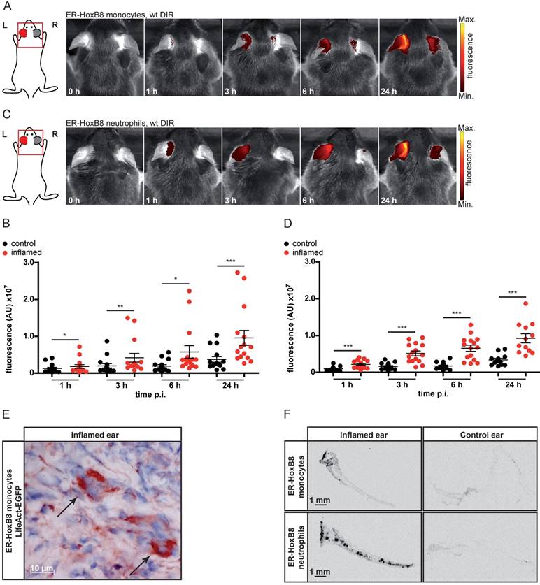 Theranostics Image