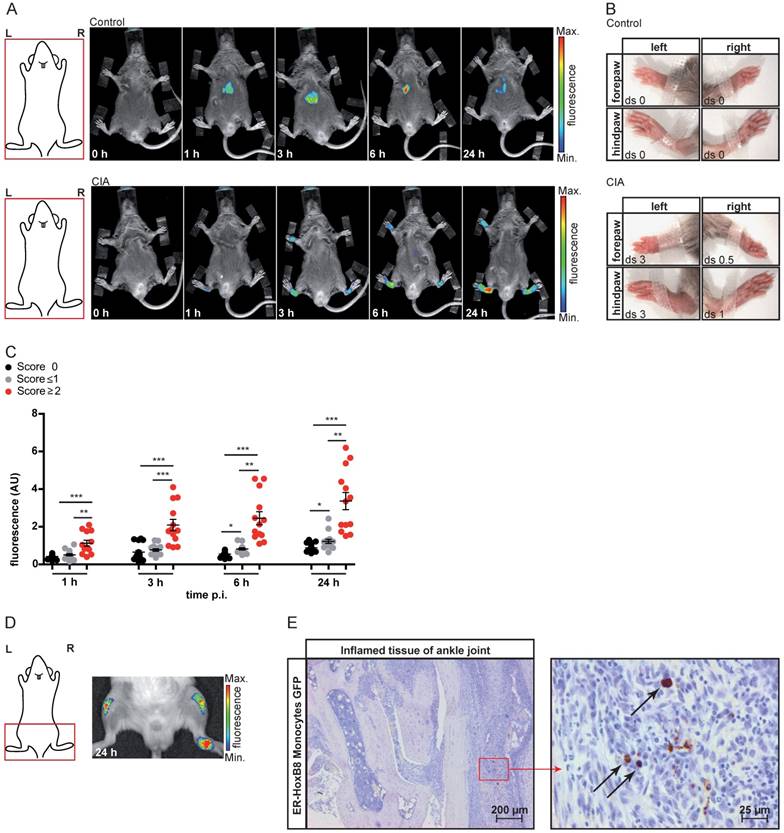 Theranostics Image