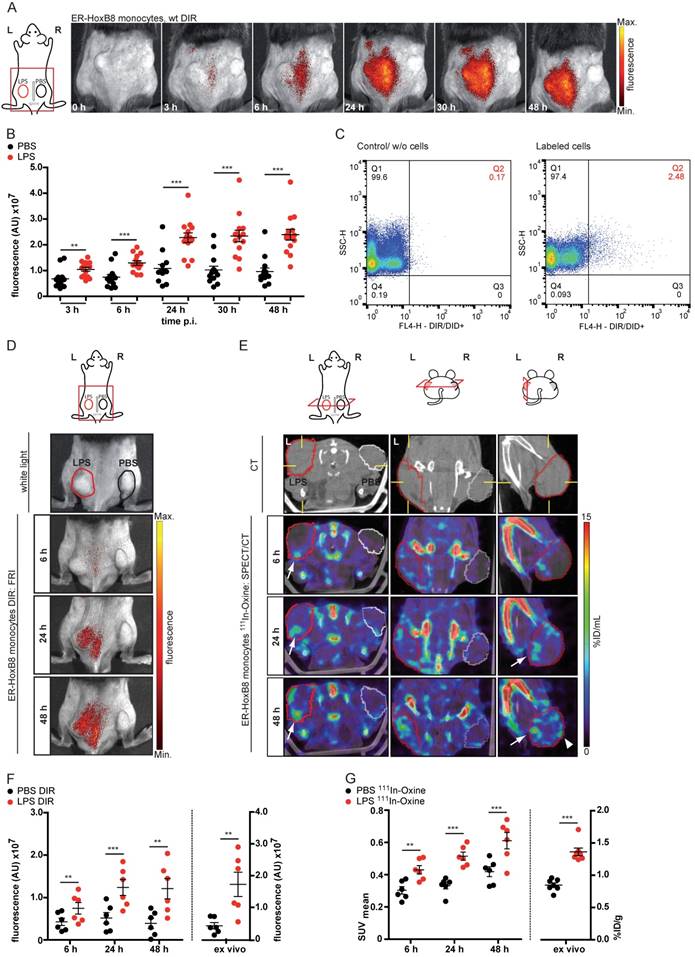 Theranostics Image