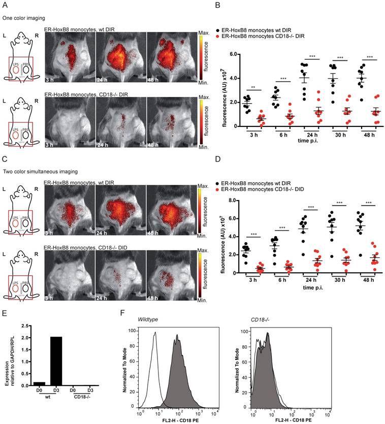 Theranostics Image