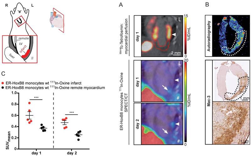 Theranostics Image