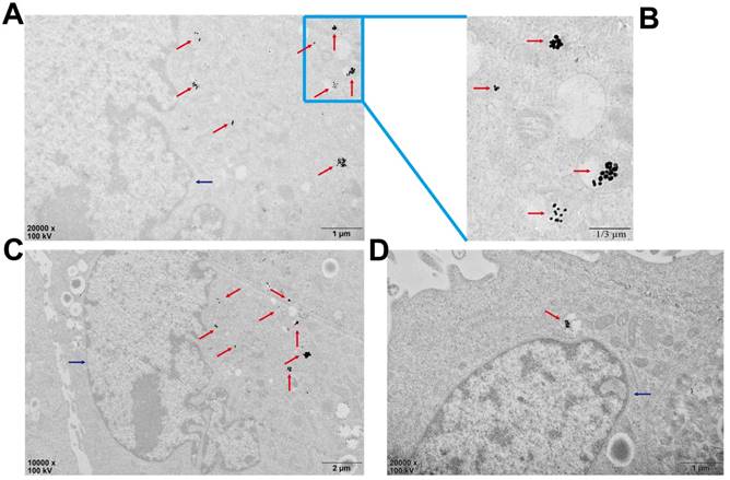 Theranostics Image