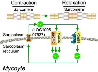 Theranostics Image