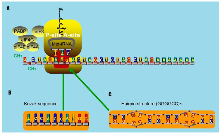 Theranostics Image