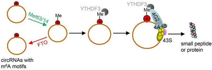 Theranostics Image