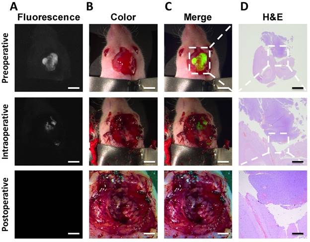 Theranostics Image