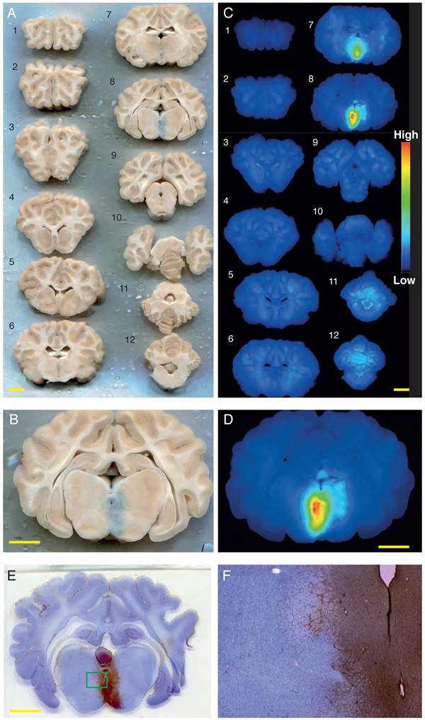 Theranostics Image