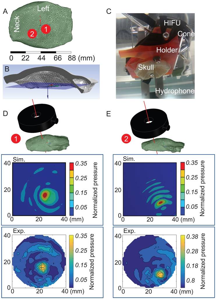 Theranostics Image