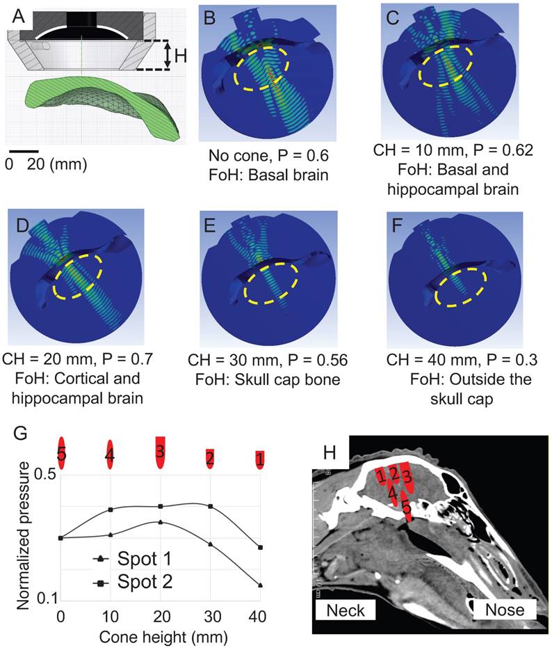 Theranostics Image