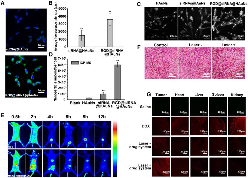 Theranostics Image