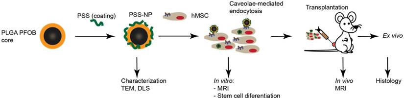 Theranostics Image