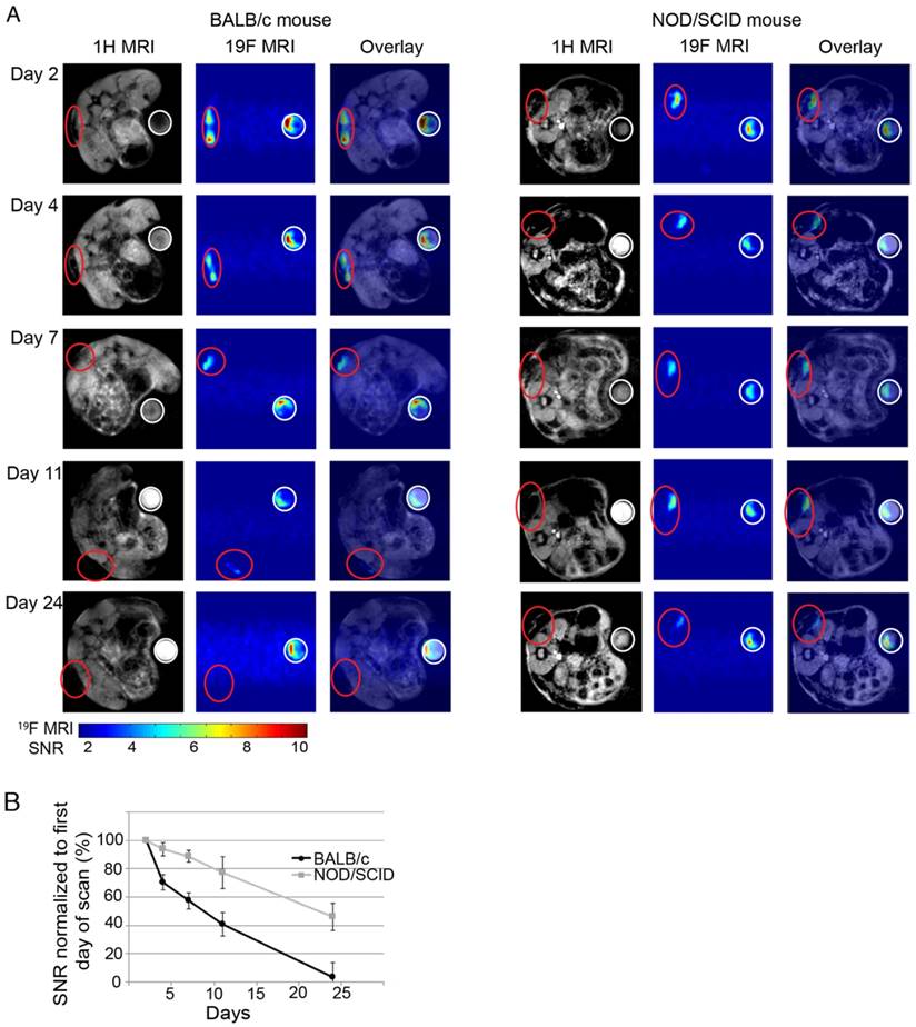 Theranostics Image