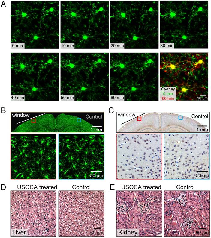 Theranostics Image