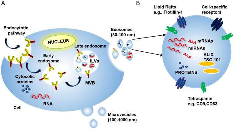 Theranostics Image