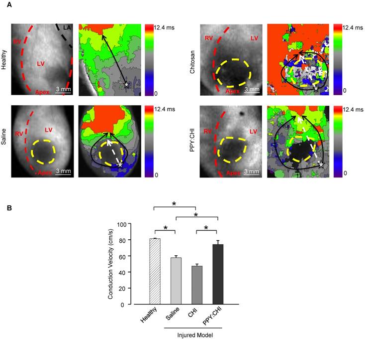 Theranostics Image