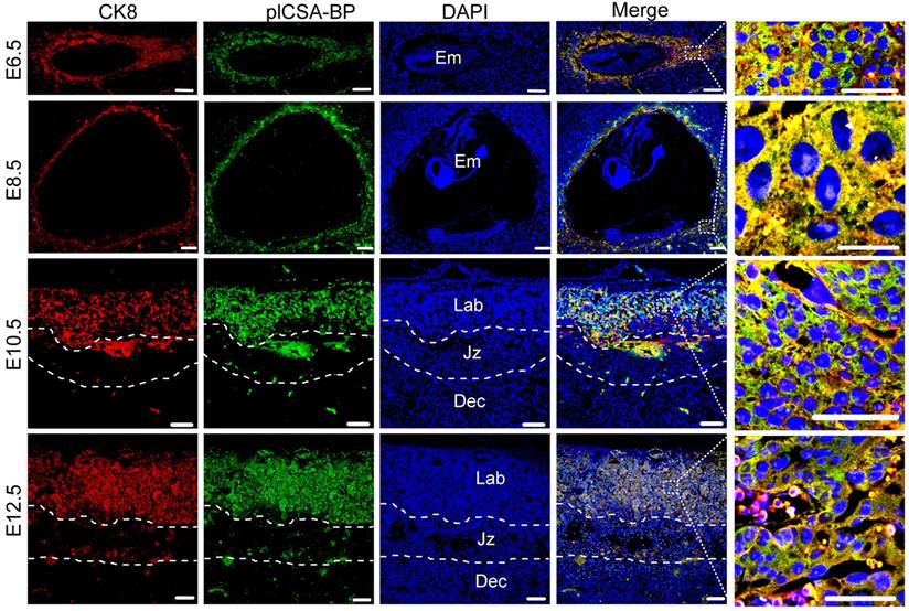 Theranostics Image