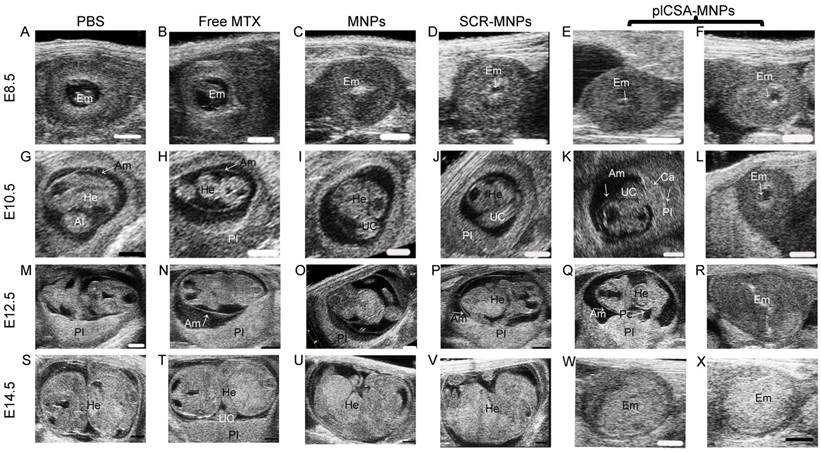 Theranostics Image