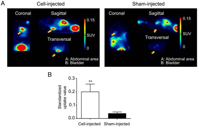 Theranostics Image