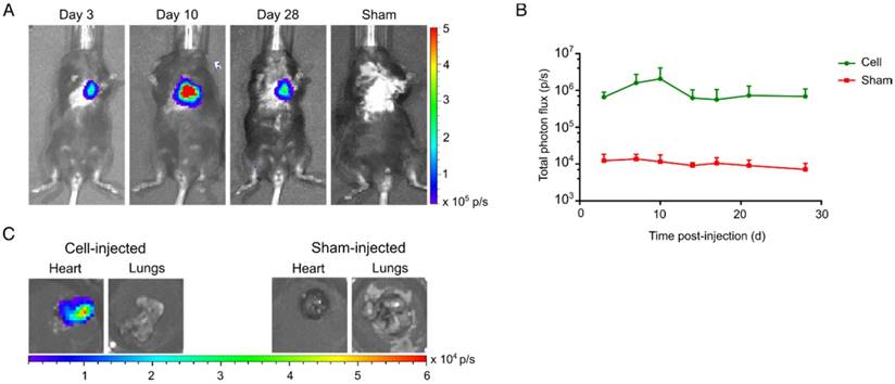 Theranostics Image