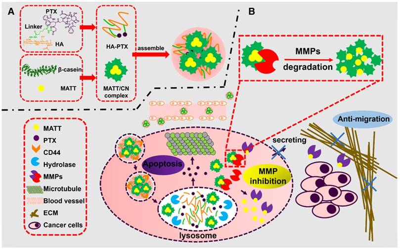 Theranostics Image