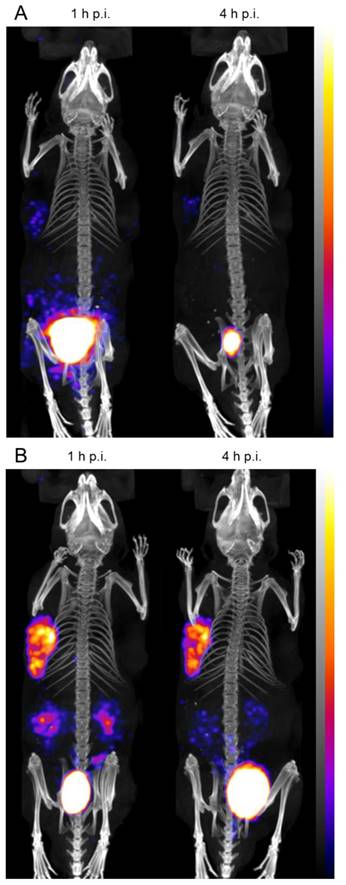 Theranostics Image