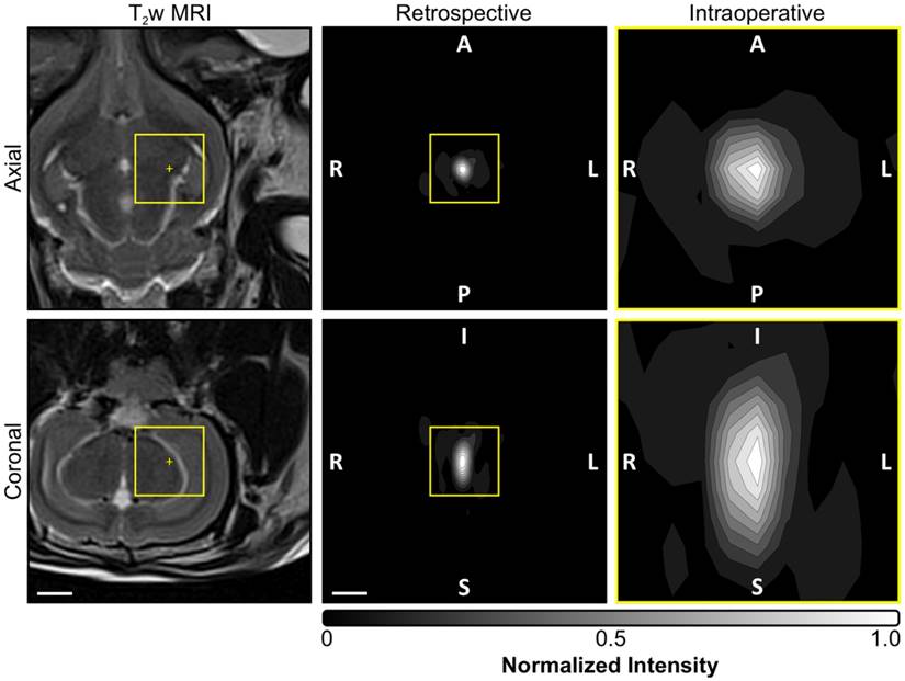 Theranostics Image