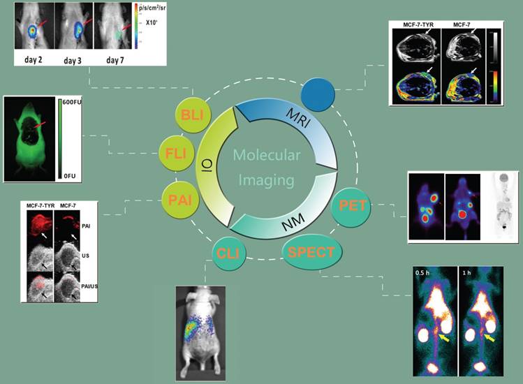 Theranostics Image