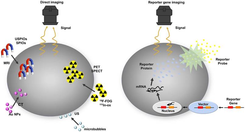 Theranostics Image