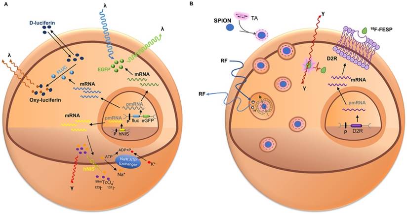 Theranostics Image