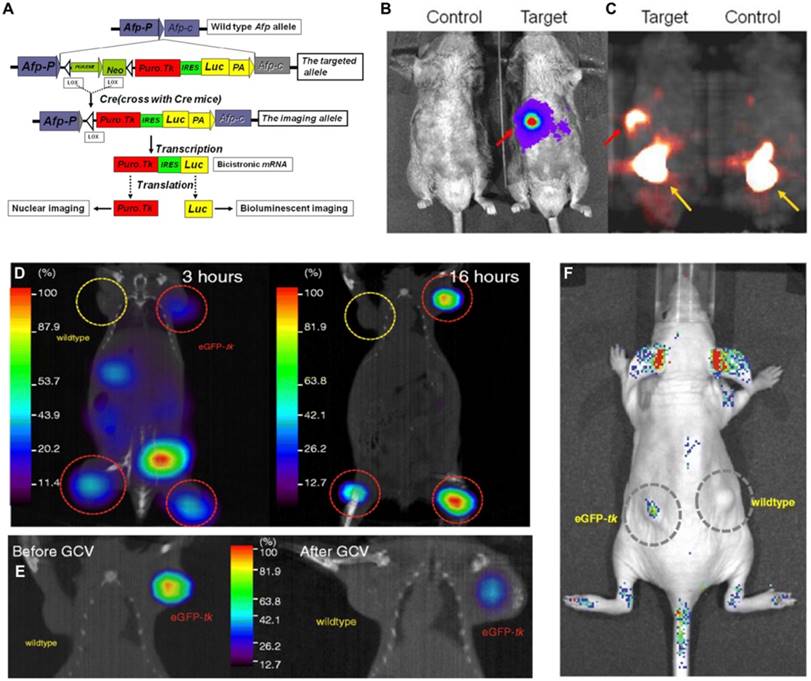 Theranostics Image