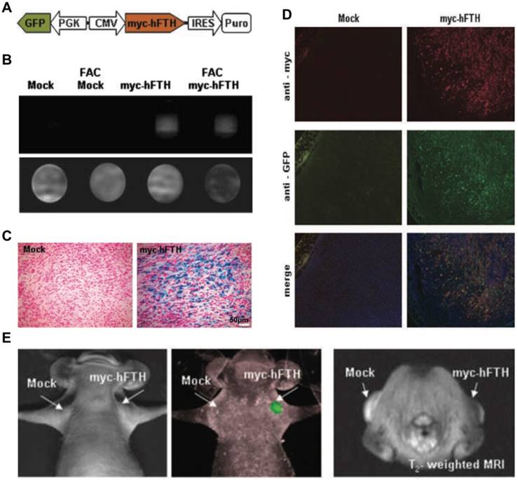 Theranostics Image