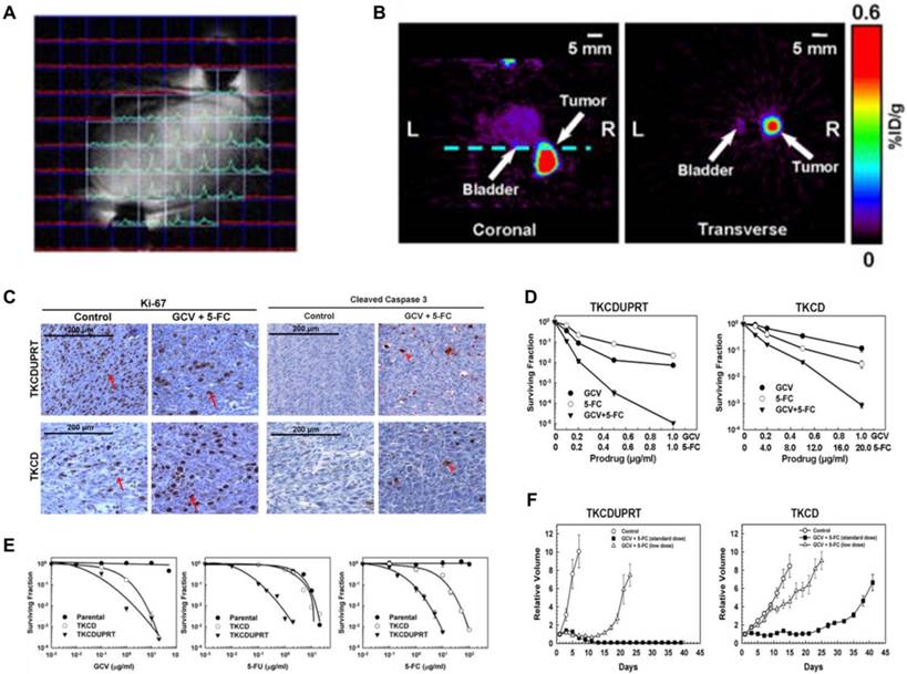 Theranostics Image