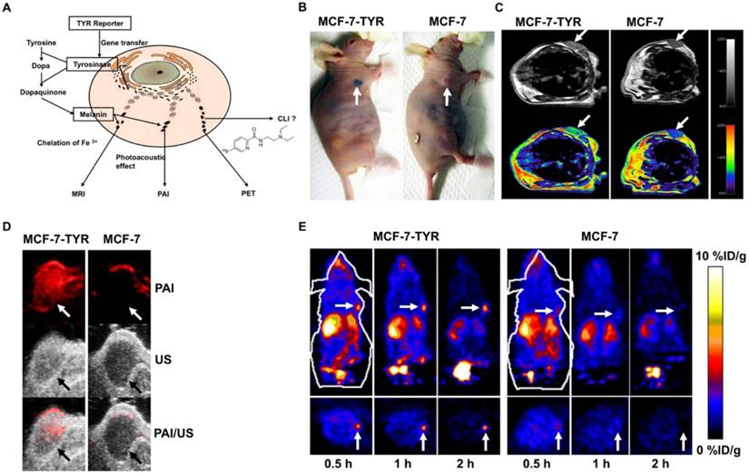 Theranostics Image