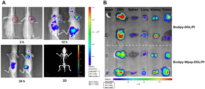 Theranostics Image