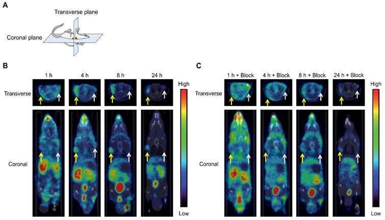 Theranostics Image