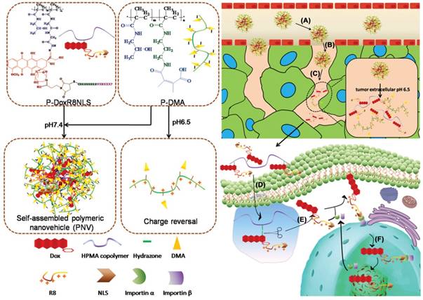 Theranostics Image