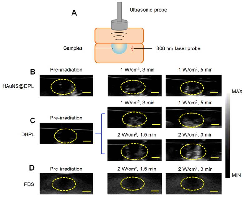 Theranostics Image