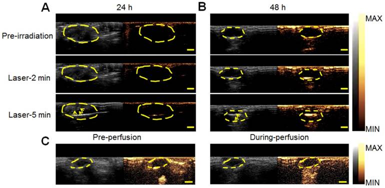 Theranostics Image