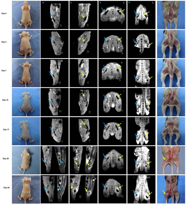 Theranostics Image