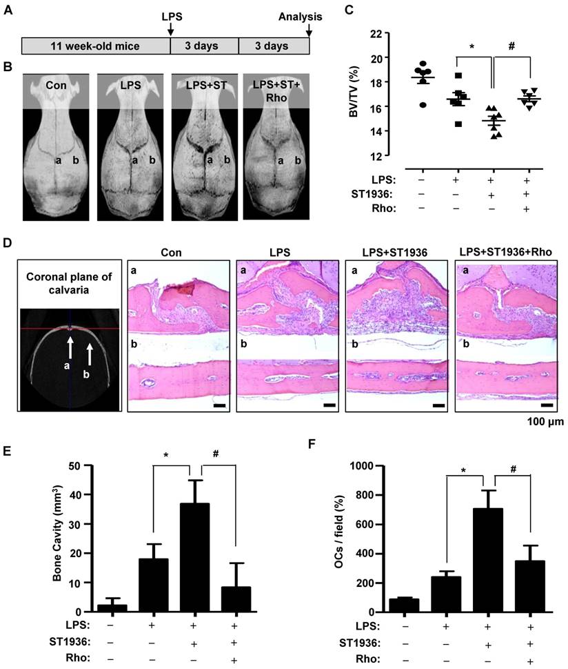 Theranostics Image