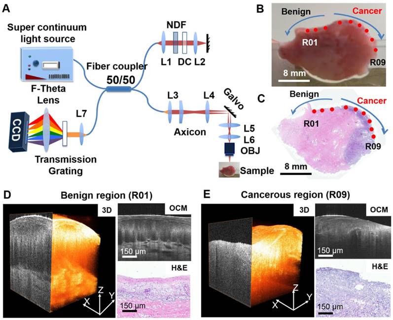 Theranostics Image