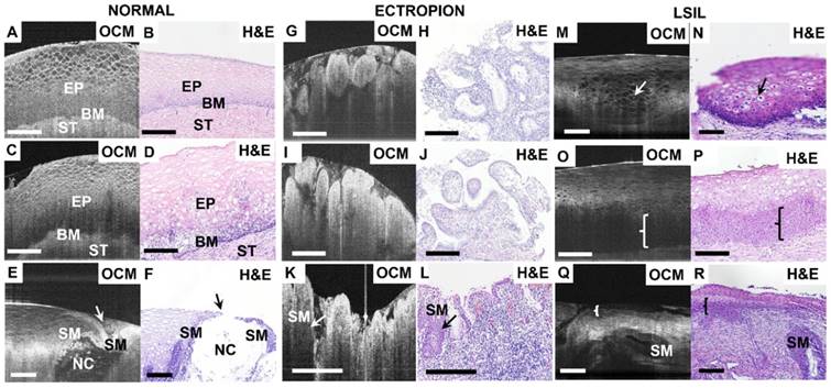 Theranostics Image